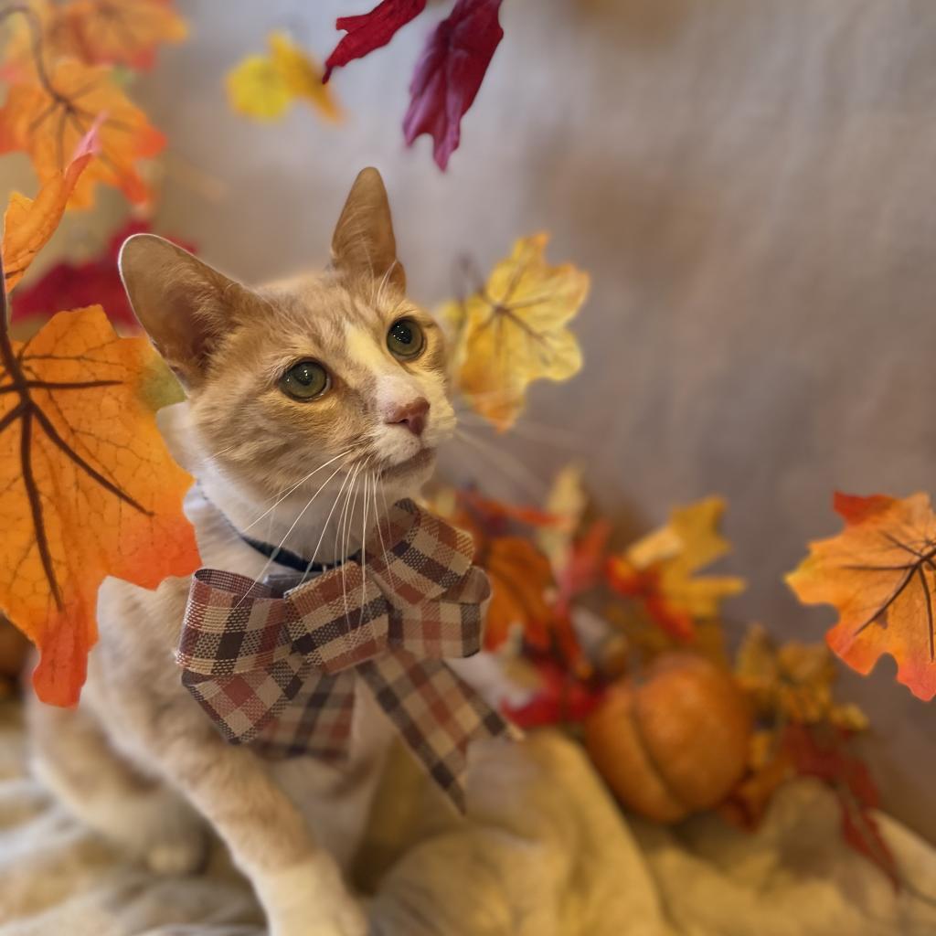 Ryan Reynolds fka Pumpkin, an adoptable Domestic Short Hair in Kanab, UT, 84741 | Photo Image 2