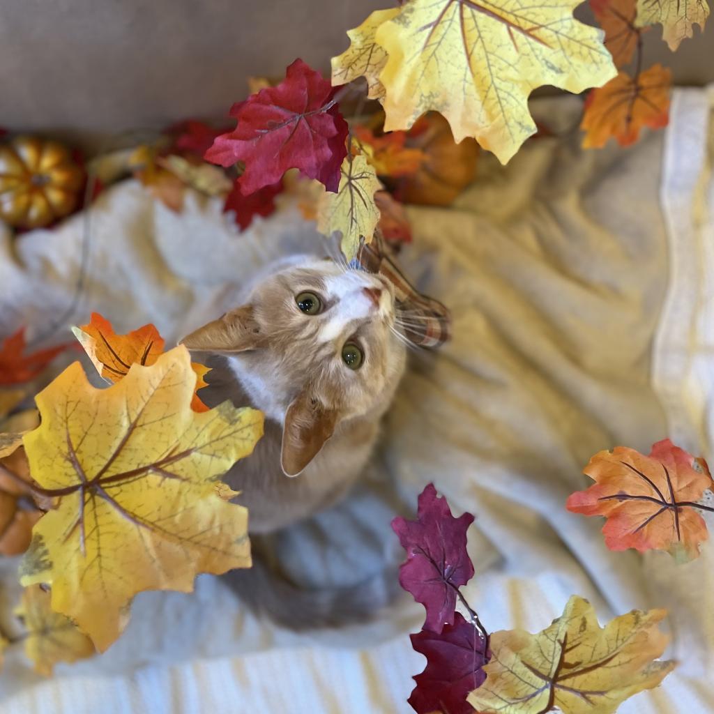 Pumpkin, an adoptable Domestic Short Hair in Kanab, UT, 84741 | Photo Image 3