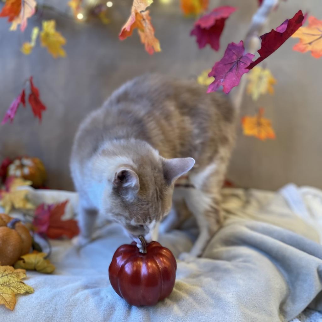 Pumpkin, an adoptable Domestic Short Hair in Kanab, UT, 84741 | Photo Image 4