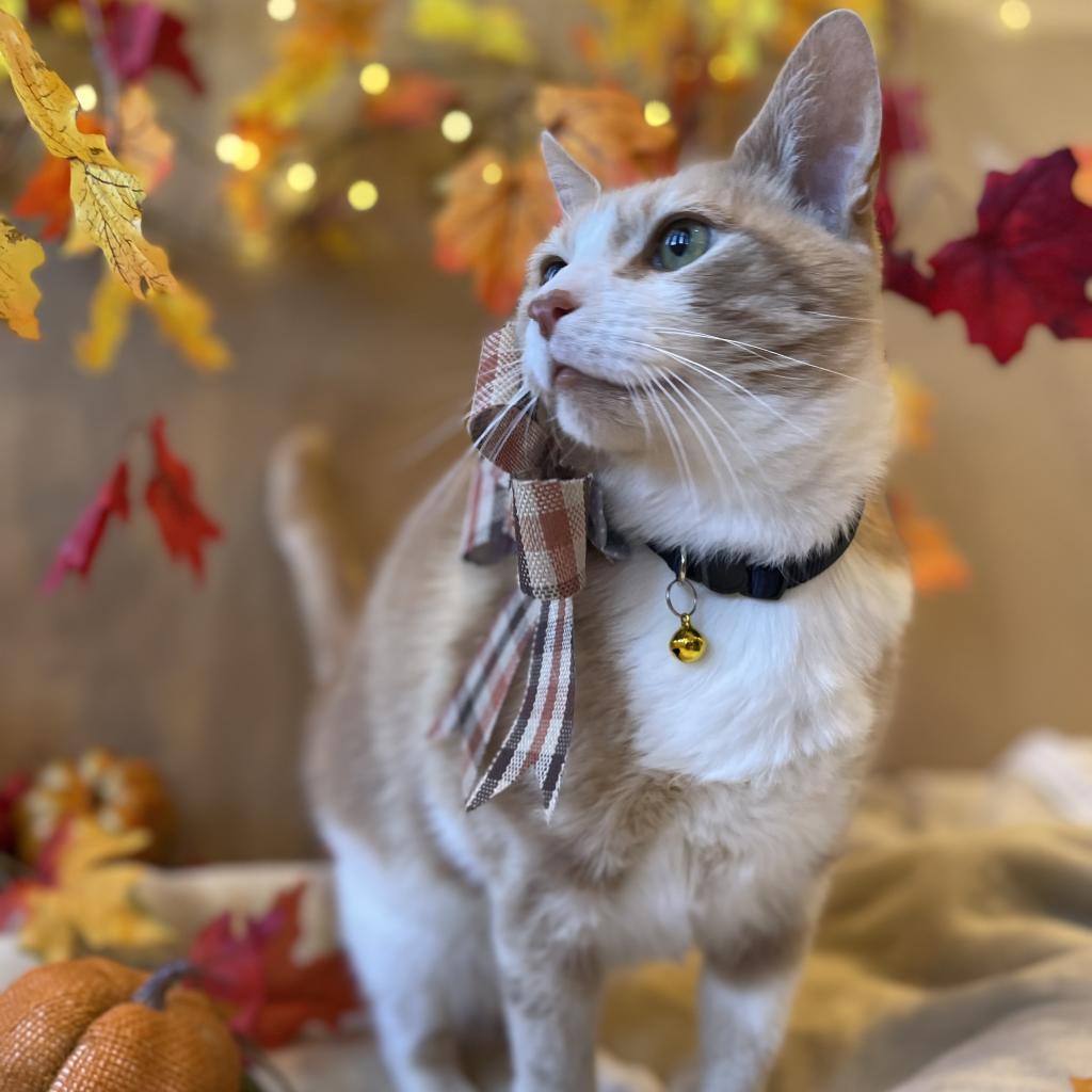 Pumpkin, an adoptable Domestic Short Hair in Kanab, UT, 84741 | Photo Image 5
