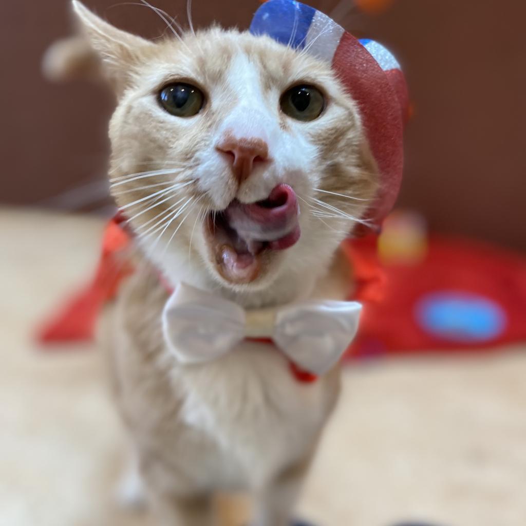 Pumpkin, an adoptable Domestic Short Hair in Kanab, UT, 84741 | Photo Image 6