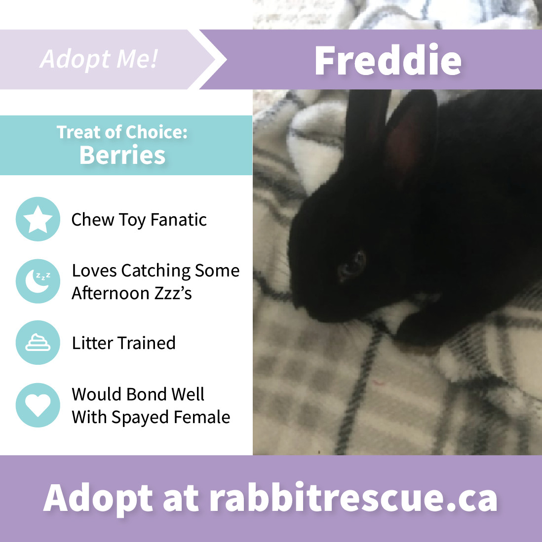 Roblox Adopt Me Rabbit