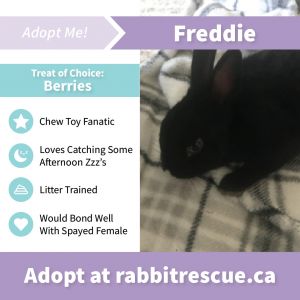 Adopt Me Bunny Pet Anna Blog