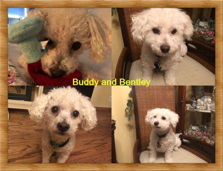 Adopted!! Buddy and Bentley - NV 1