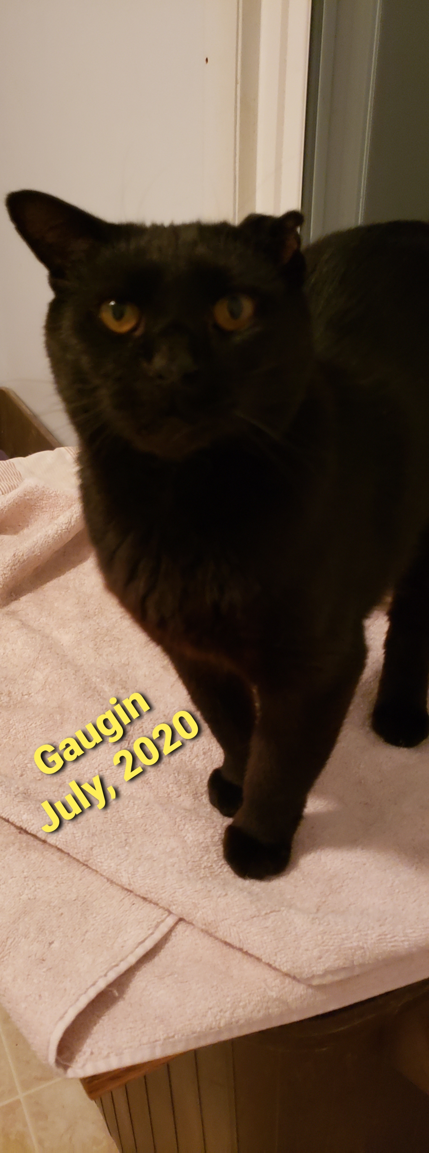 GAUGUIN, an adoptable Domestic Medium Hair in Eastlake, OH, 44095 | Photo Image 5
