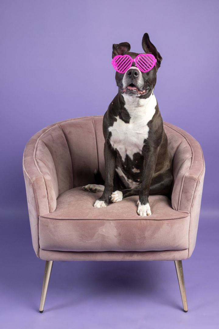 Suzy, an adoptable Terrier, Pit Bull Terrier in Cleveland, OH, 44102 | Photo Image 2