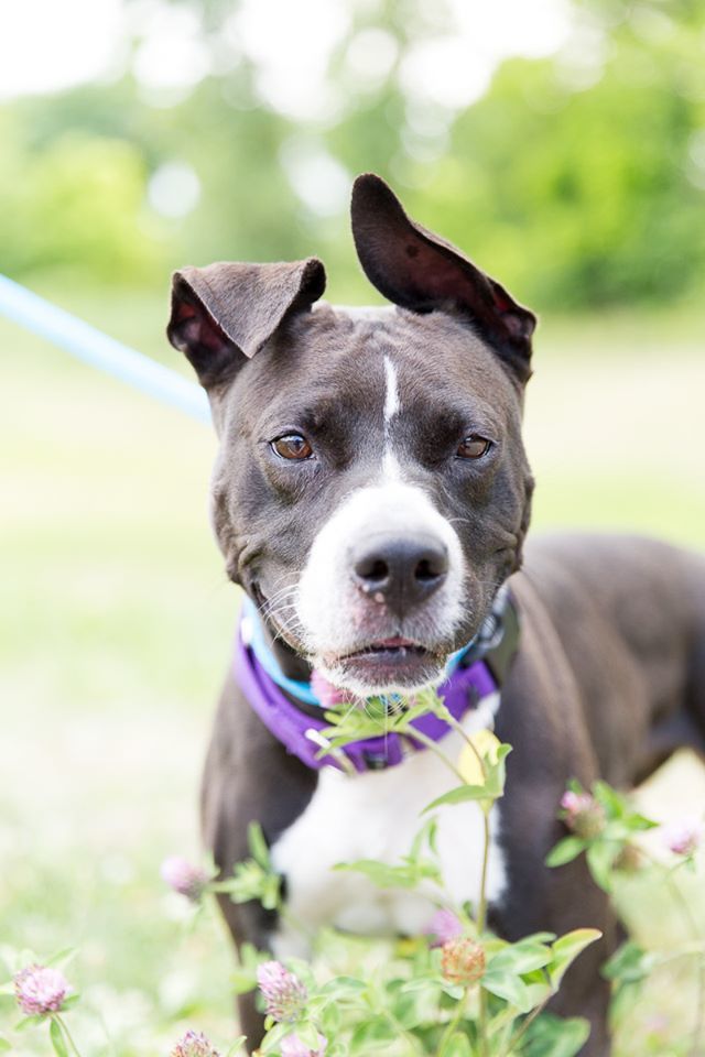 Suzy, an adoptable Terrier, Pit Bull Terrier in Cleveland, OH, 44102 | Photo Image 2