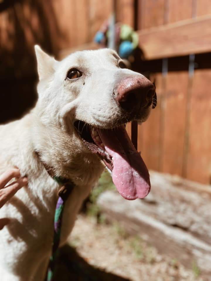 Dog For Adoption She Ra A White German Shepherd Mix In Missouri City Tx Petfinder