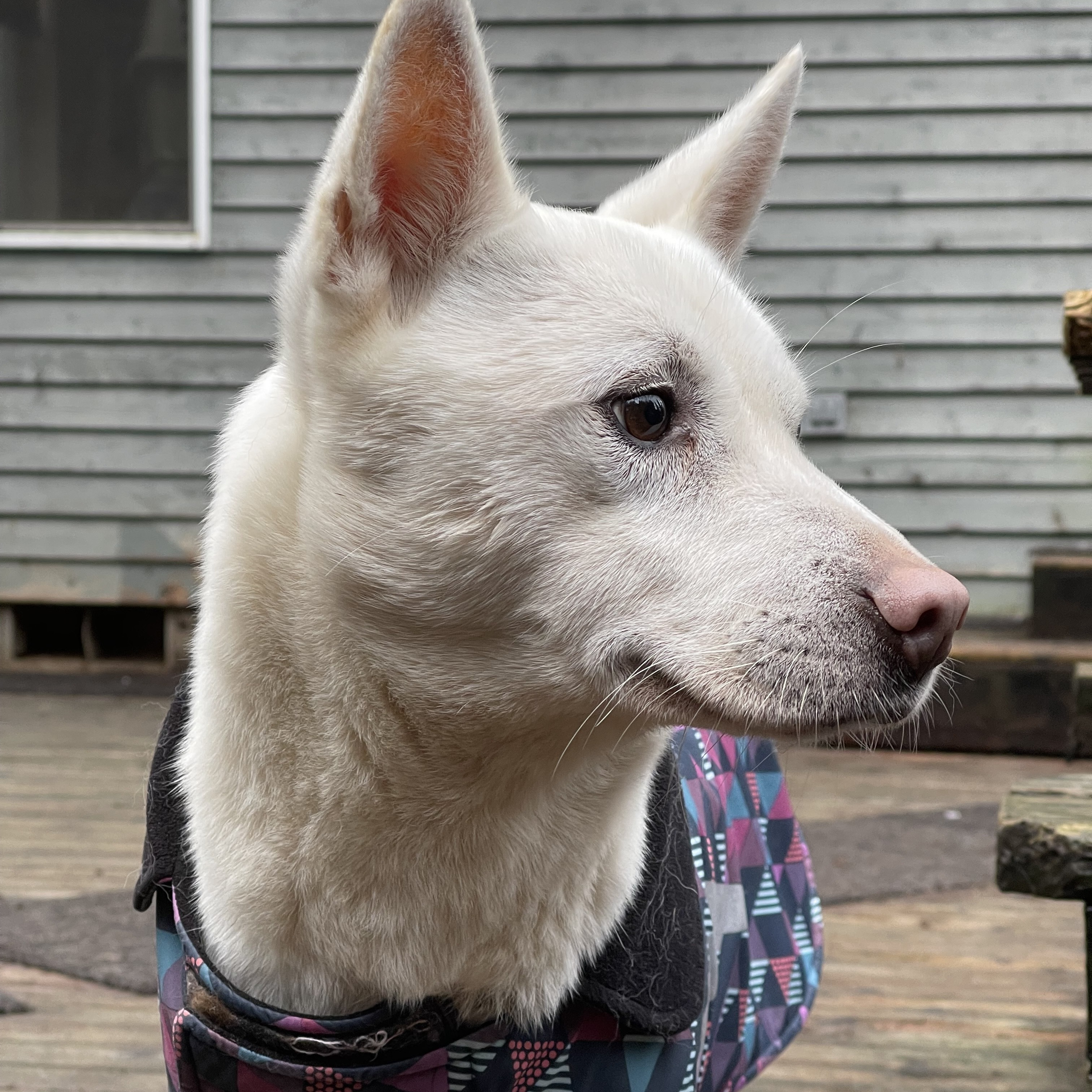 Nick, an adoptable Jindo, Mixed Breed in Woodinville, WA, 98077 | Photo Image 1