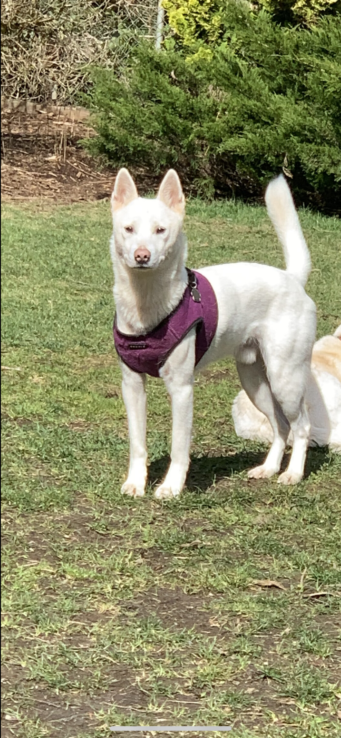 Nick, an adoptable Jindo, Mixed Breed in Woodinville, WA, 98077 | Photo Image 4
