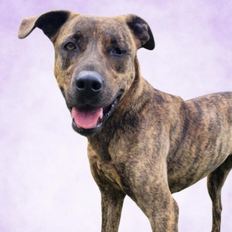 Leela, an adoptable Plott Hound, Mountain Cur in Delaplane, VA, 20144 | Photo Image 1