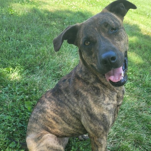 Leela, an adoptable Plott Hound, Mountain Cur in Delaplane, VA, 20144 | Photo Image 2