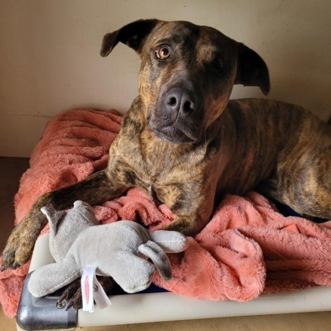 Leela, an adoptable Plott Hound, Mountain Cur in Delaplane, VA, 20144 | Photo Image 3