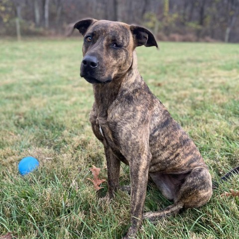 Leela, an adoptable Plott Hound, Mountain Cur in Delaplane, VA, 20144 | Photo Image 4