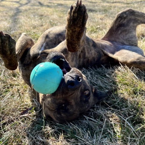 Leela, an adoptable Plott Hound, Mountain Cur in Delaplane, VA, 20144 | Photo Image 5