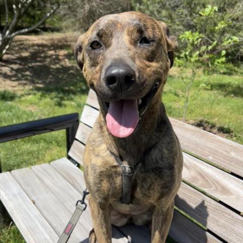 Leela, an adoptable Plott Hound, Mountain Cur in Delaplane, VA, 20144 | Photo Image 6