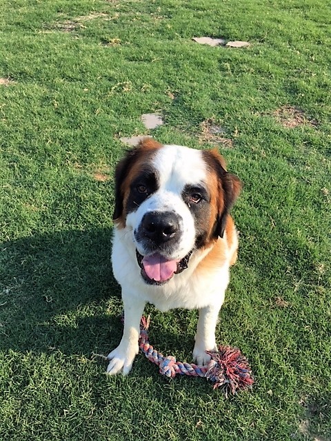 Irishman Who Adopted St Bernard From Rescue Shelter Discovers Pooch Is Grandson Of Dog From Movie Beethoven