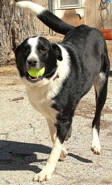 Onyx, an adoptable Border Collie in Greenwood, IN, 46142 | Photo Image 1