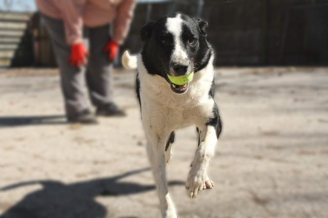 Onyx, an adoptable Border Collie in Greenwood, IN, 46142 | Photo Image 3