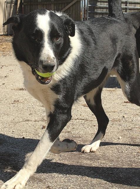 Onyx, an adoptable Border Collie in Greenwood, IN, 46142 | Photo Image 4