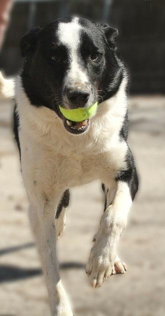 Onyx, an adoptable Border Collie in Greenwood, IN, 46142 | Photo Image 5