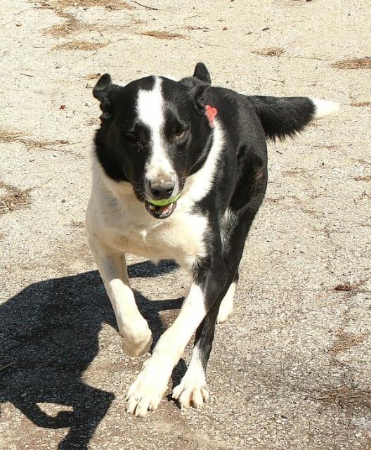 Onyx, an adoptable Border Collie in Greenwood, IN, 46142 | Photo Image 6