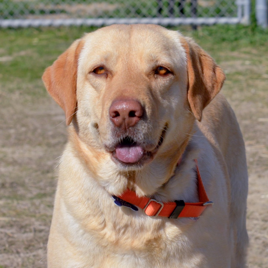 SUNSHINE, an adoptable Yellow Labrador Retriever in Quinlan, TX, 75474 | Photo Image 1