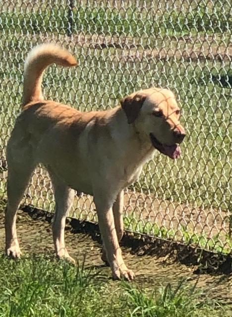 SUNSHINE, an adoptable Yellow Labrador Retriever in Quinlan, TX, 75474 | Photo Image 2