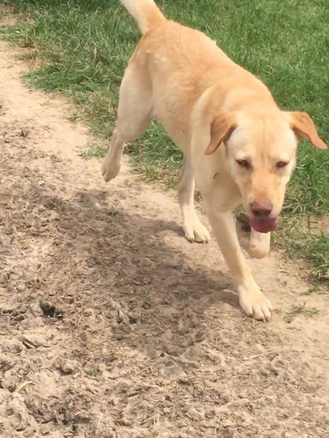 SUNSHINE, an adoptable Yellow Labrador Retriever in Quinlan, TX, 75474 | Photo Image 3