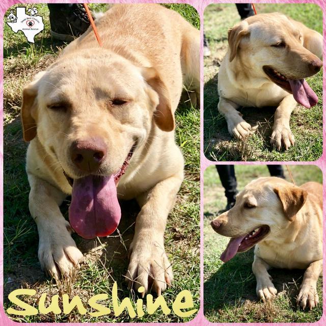 SUNSHINE, an adoptable Yellow Labrador Retriever in Quinlan, TX, 75474 | Photo Image 4