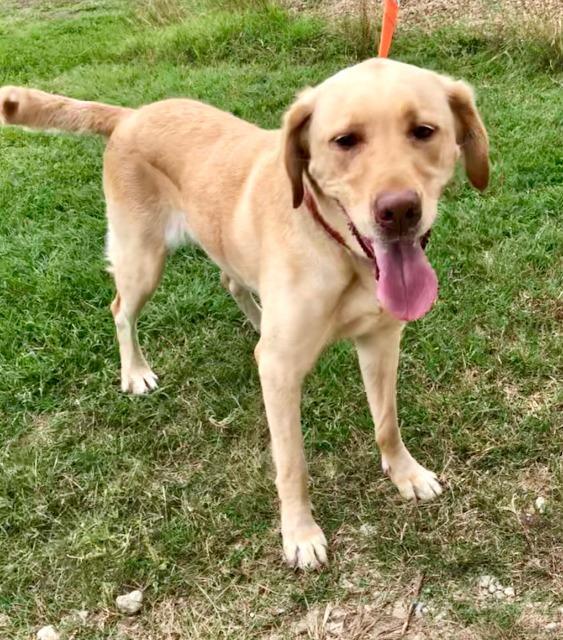 SUNSHINE, an adoptable Yellow Labrador Retriever in Quinlan, TX, 75474 | Photo Image 5