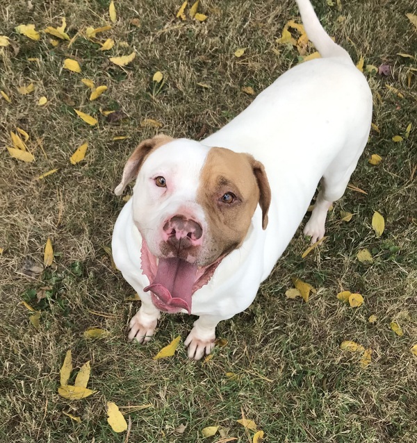 Sabre, an adoptable Mixed Breed in La Grange, KY, 40031 | Photo Image 1
