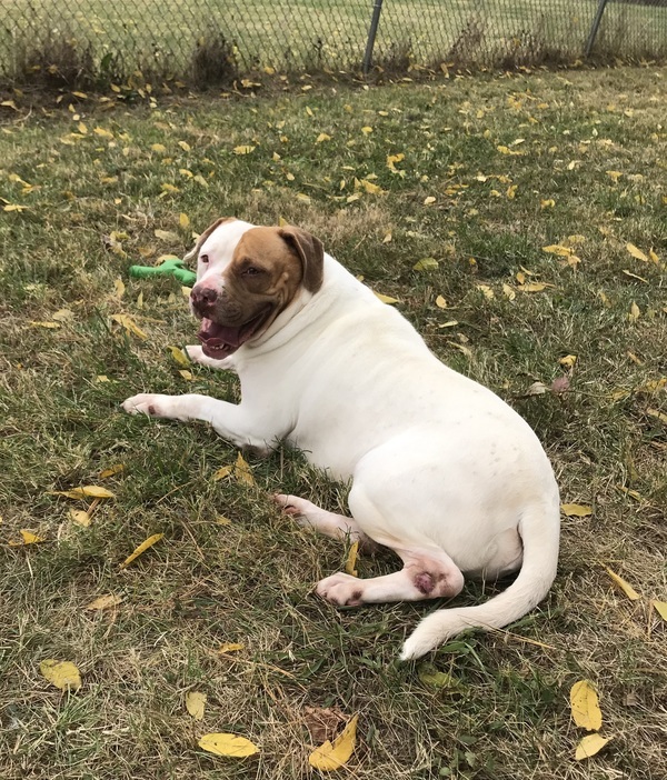 Sabre, an adoptable Mixed Breed in La Grange, KY, 40031 | Photo Image 2