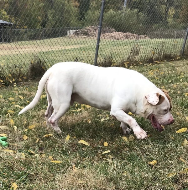 Sabre, an adoptable Mixed Breed in La Grange, KY, 40031 | Photo Image 3