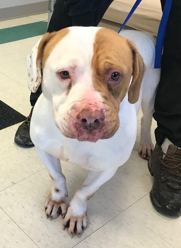 Sabre, an adoptable Mixed Breed in La Grange, KY, 40031 | Photo Image 4