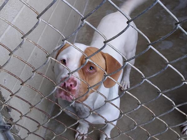 Sabre, an adoptable Mixed Breed in La Grange, KY, 40031 | Photo Image 6