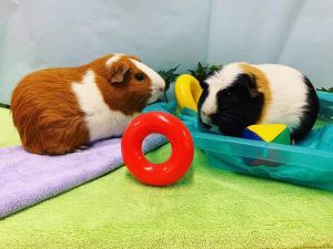 Frankie & Ron Guinea Pig Small & Furry