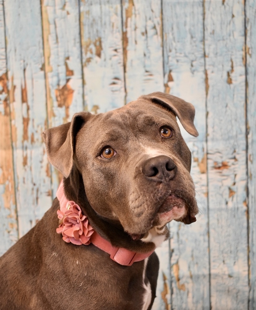 Dog for adoption Maise, a Pit Bull Terrier & Cane Corso