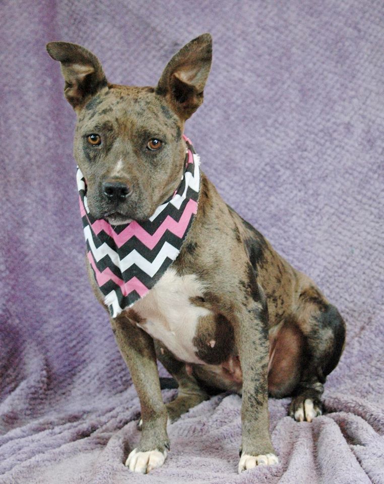April, an adoptable Catahoula Leopard Dog in Lawrenceville, GA, 30046 | Photo Image 2
