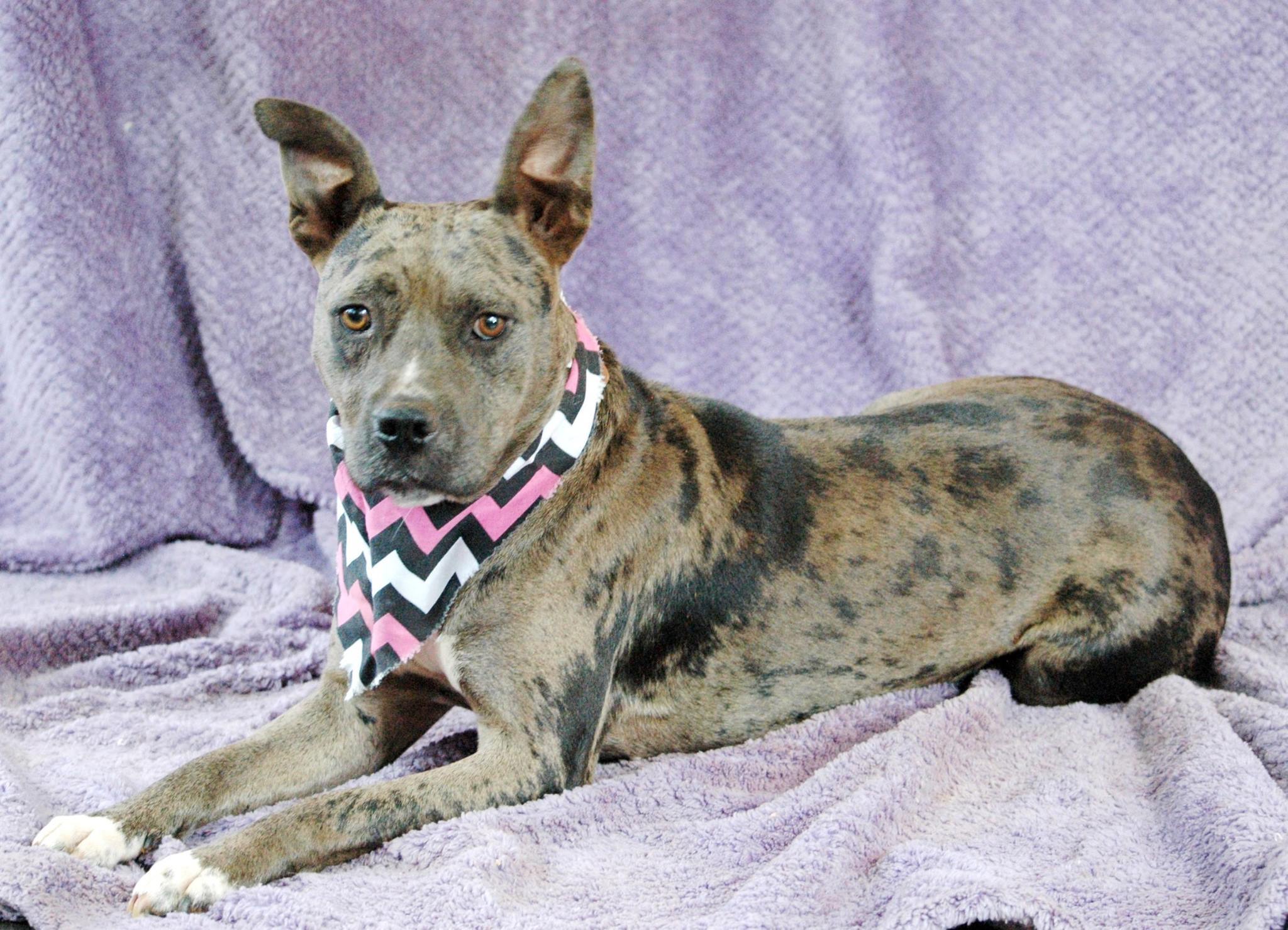 April, an adoptable Catahoula Leopard Dog in Lawrenceville, GA, 30046 | Photo Image 3