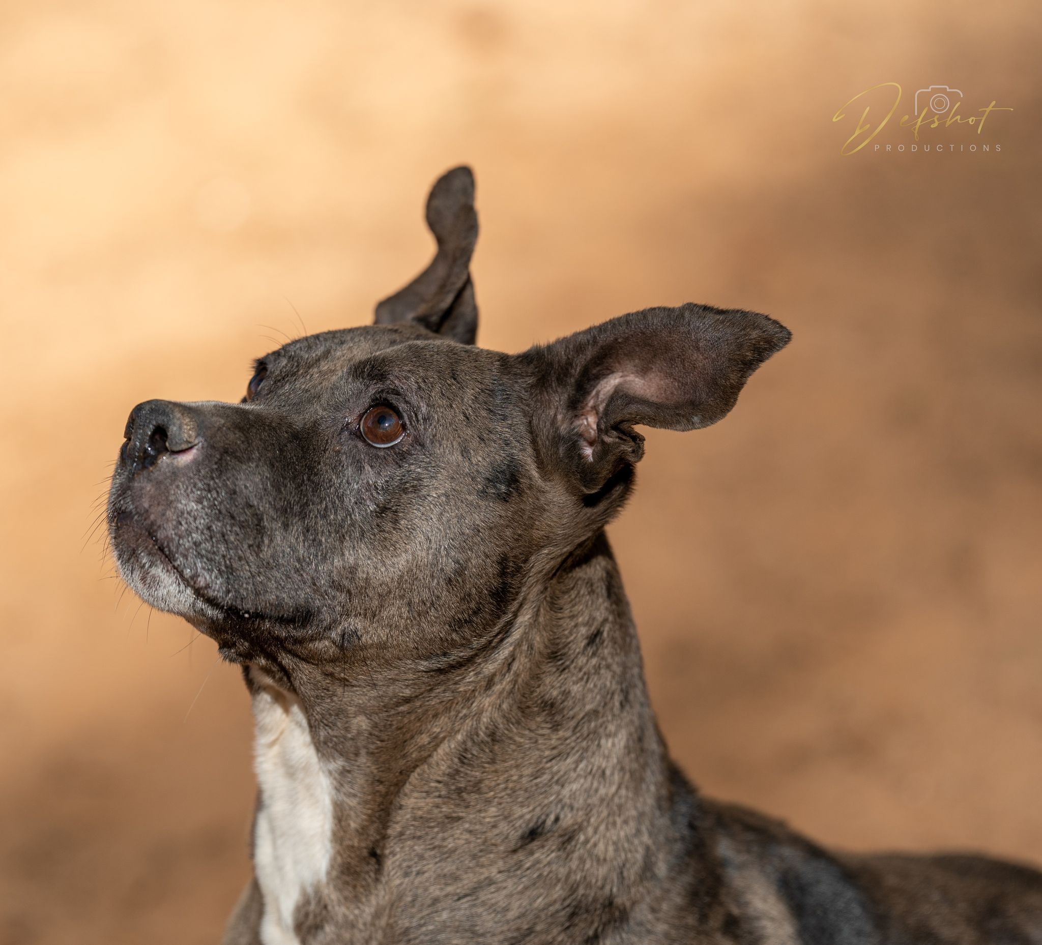 April, an adoptable Catahoula Leopard Dog in Lawrenceville, GA, 30046 | Photo Image 1