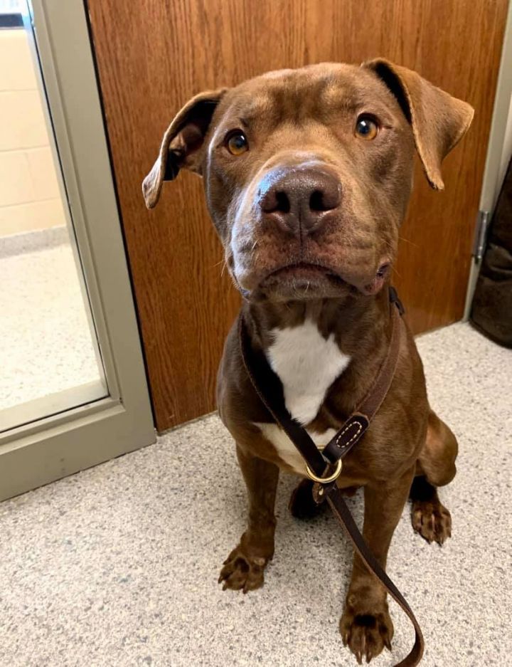 Dog For Adoption Tucker A Pit Bull Terrier Mix In Valparaiso In Petfinder