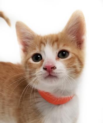 Cat For Adoption Lion A Domestic Short Hair In Reno Nv Petfinder