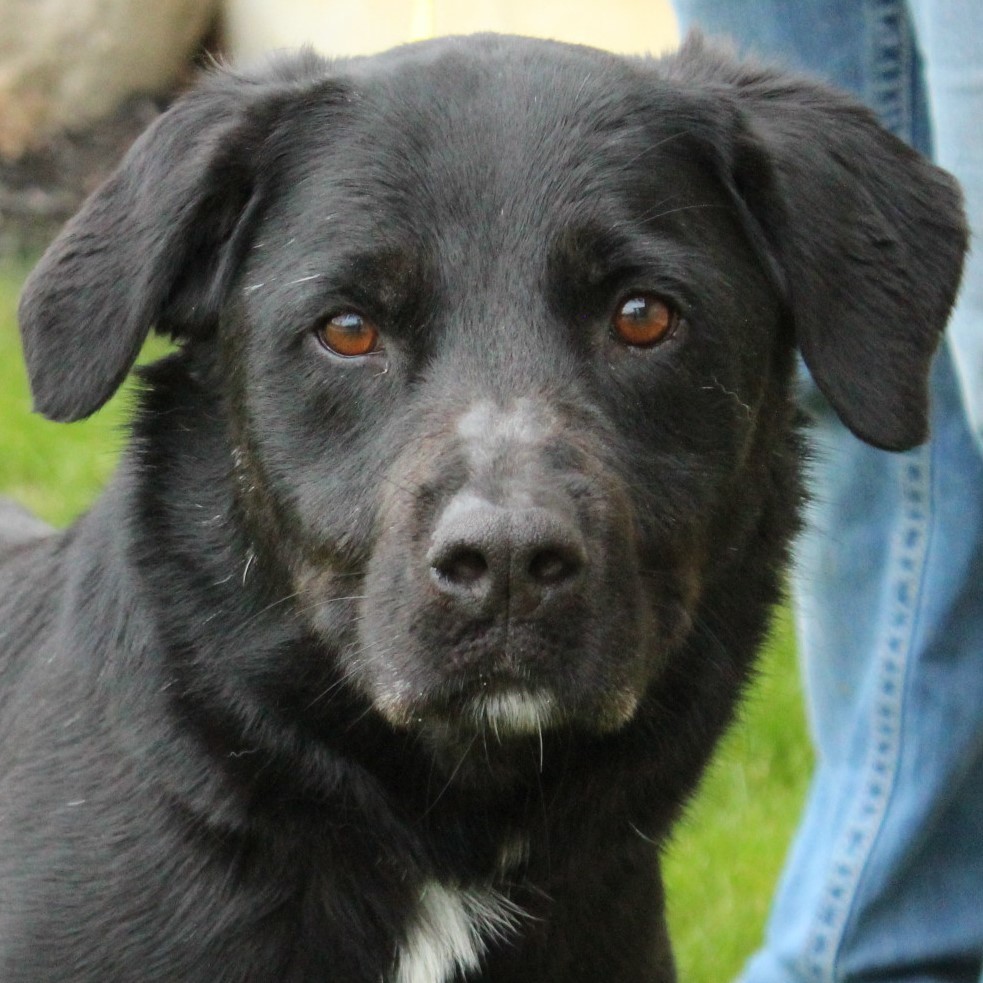 Fluffy, an adoptable Labrador Retriever in Eaton, OH, 45320 | Photo Image 1