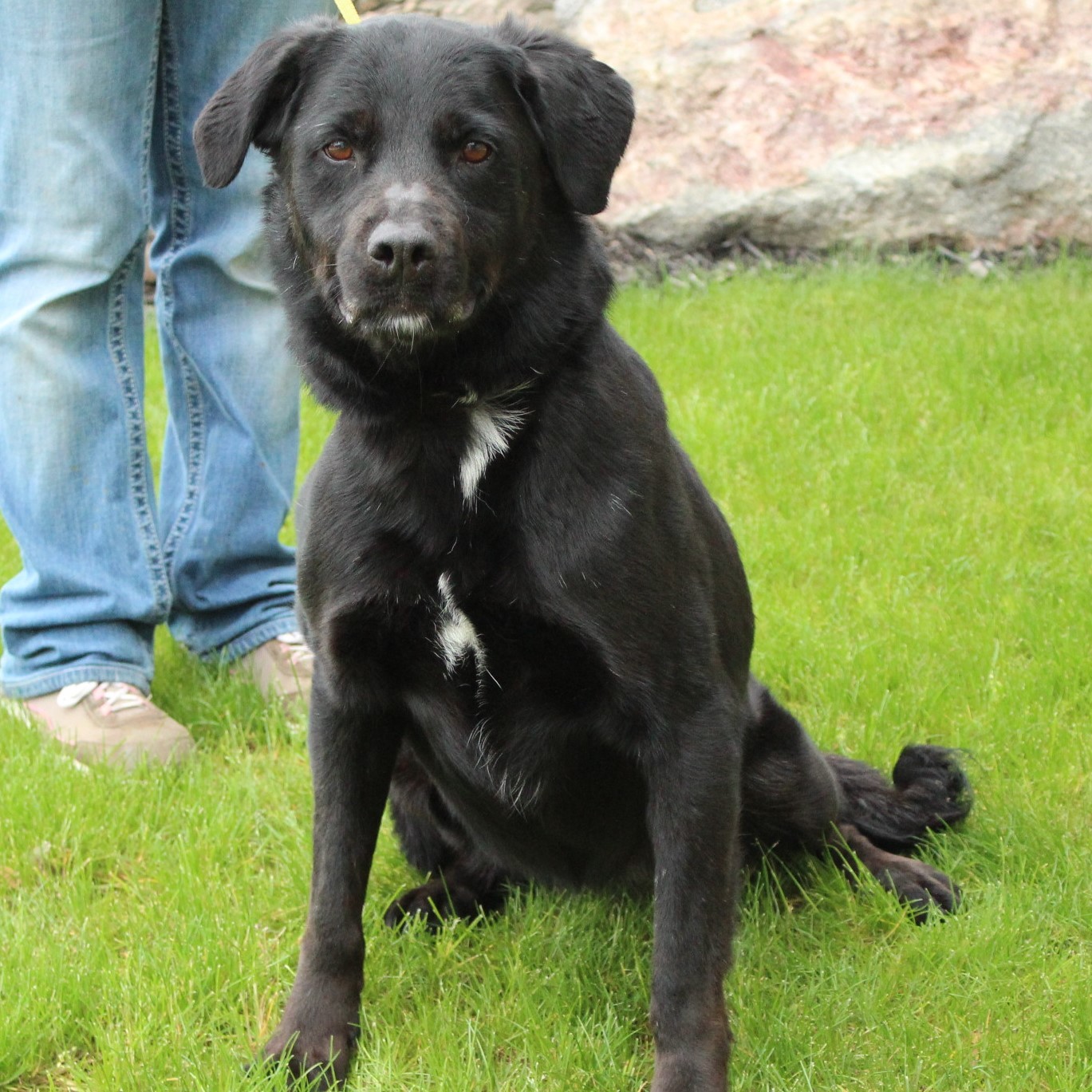 Fluffy, an adoptable Labrador Retriever in Eaton, OH, 45320 | Photo Image 2