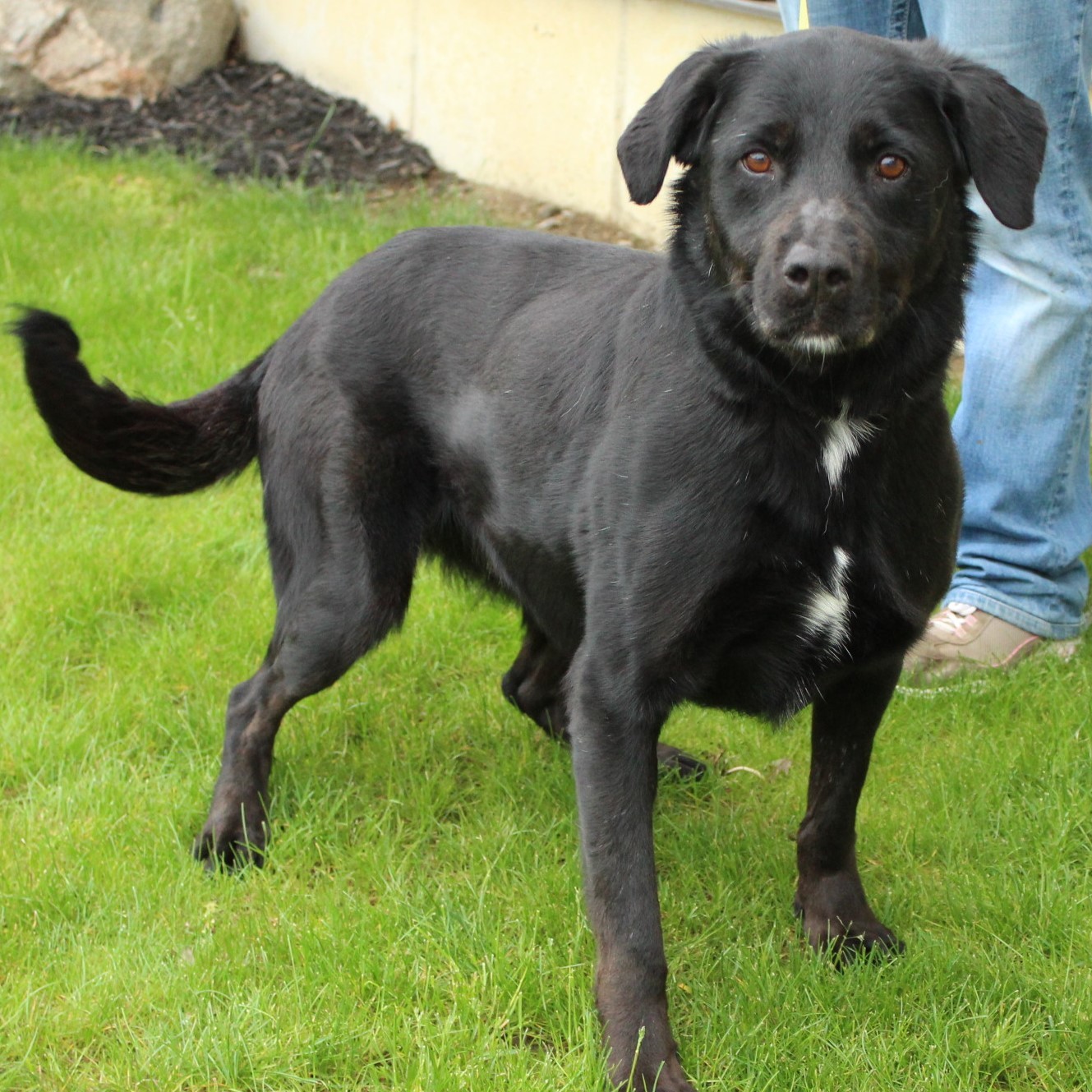 Fluffy, an adoptable Labrador Retriever in Eaton, OH, 45320 | Photo Image 3