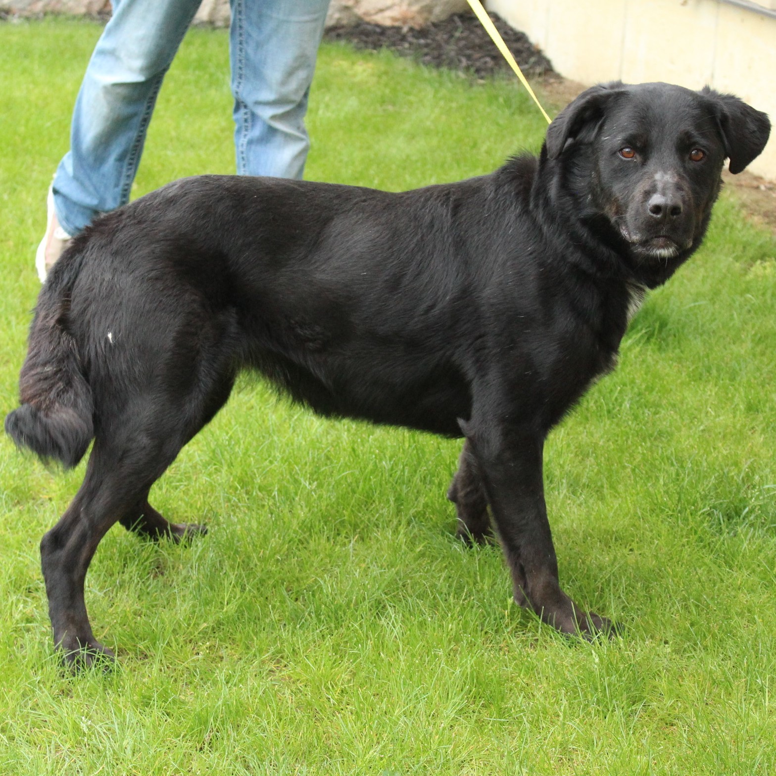 Fluffy, an adoptable Labrador Retriever in Eaton, OH, 45320 | Photo Image 4