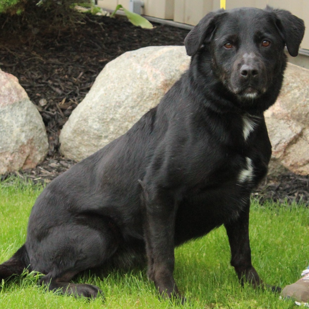 Fluffy, an adoptable Labrador Retriever in Eaton, OH, 45320 | Photo Image 5