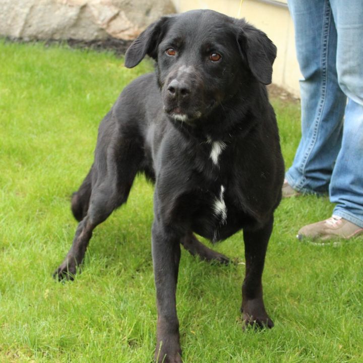 Fluffy labrador hot sale retriever