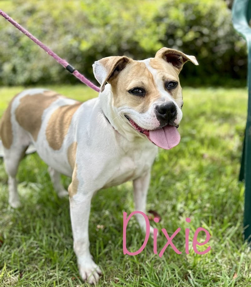 Dixie, an adoptable Terrier in Springfield, OH, 45502 | Photo Image 1